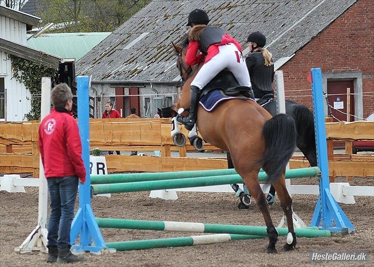 Dansk Varmblod Schannon billede 13