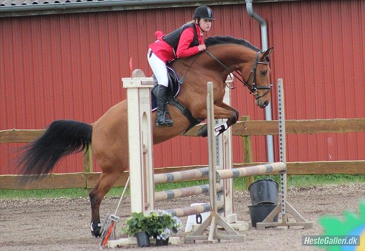 Dansk Varmblod Schannon - Pony og jeg til vores første stævne i HYOR.  billede 1