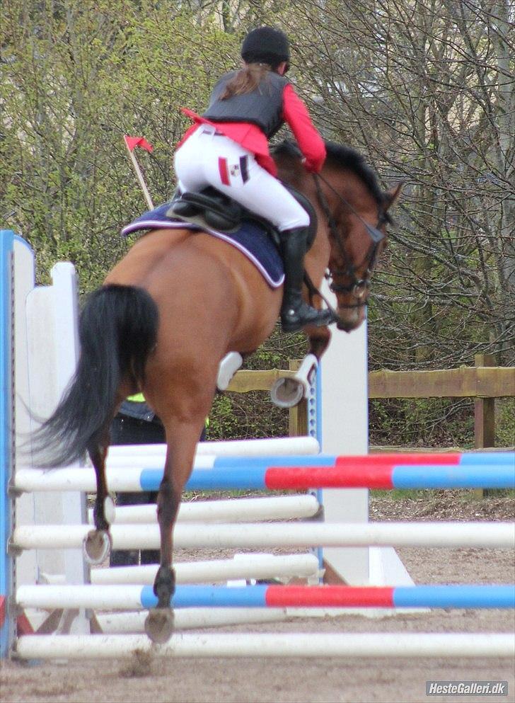 Dansk Varmblod Schannon billede 14