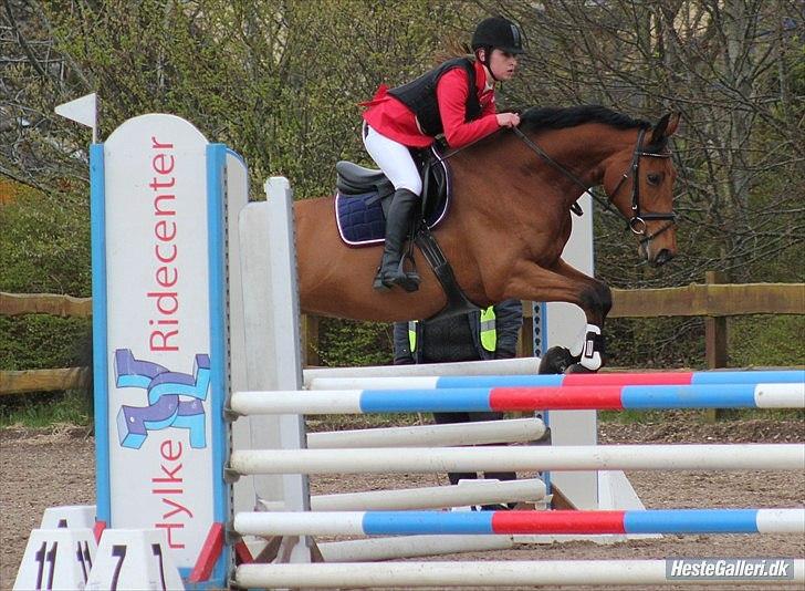 Dansk Varmblod Schannon billede 15