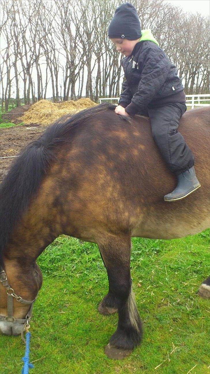 Nordsvensk Skovhest Lukas - Seje drenge! <3 billede 13