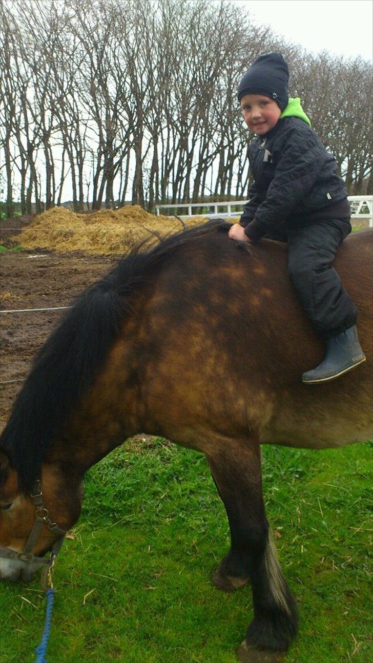 Nordsvensk Skovhest Lukas - <3 billede 14