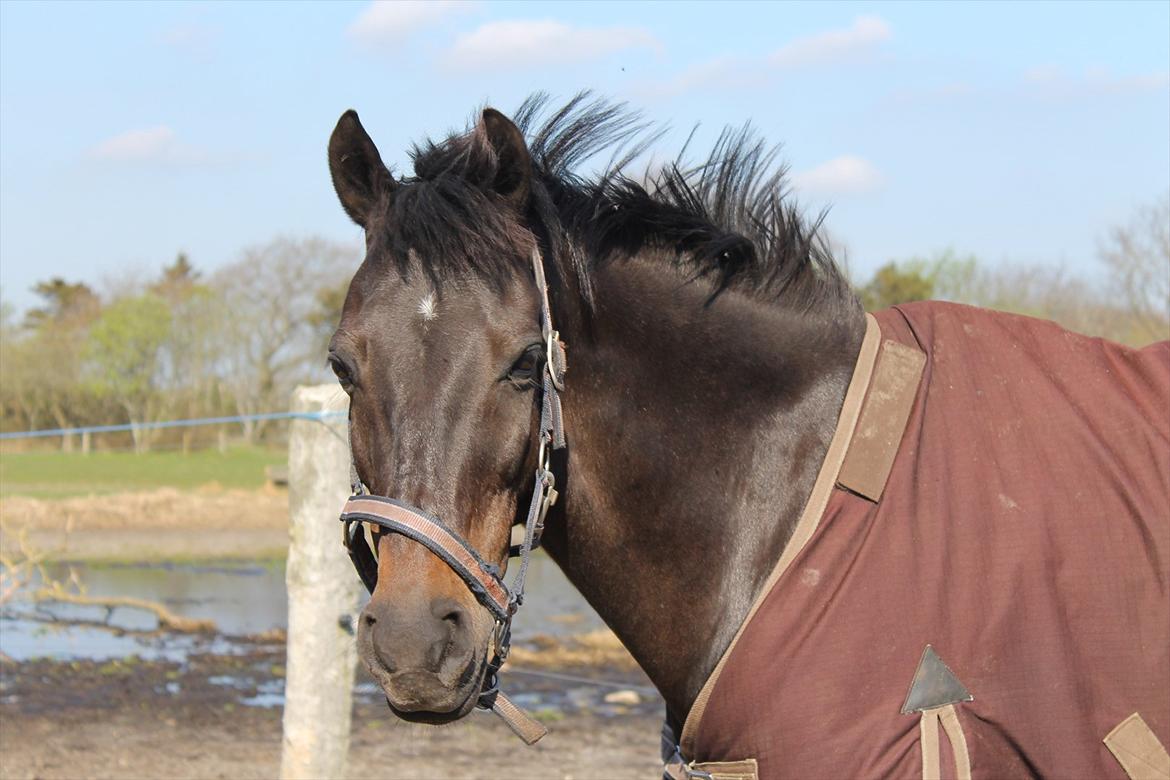 Hollandsk Sportspony Egano. - Kom ind og se min lækre pony.
-Taget af Signe.  billede 1
