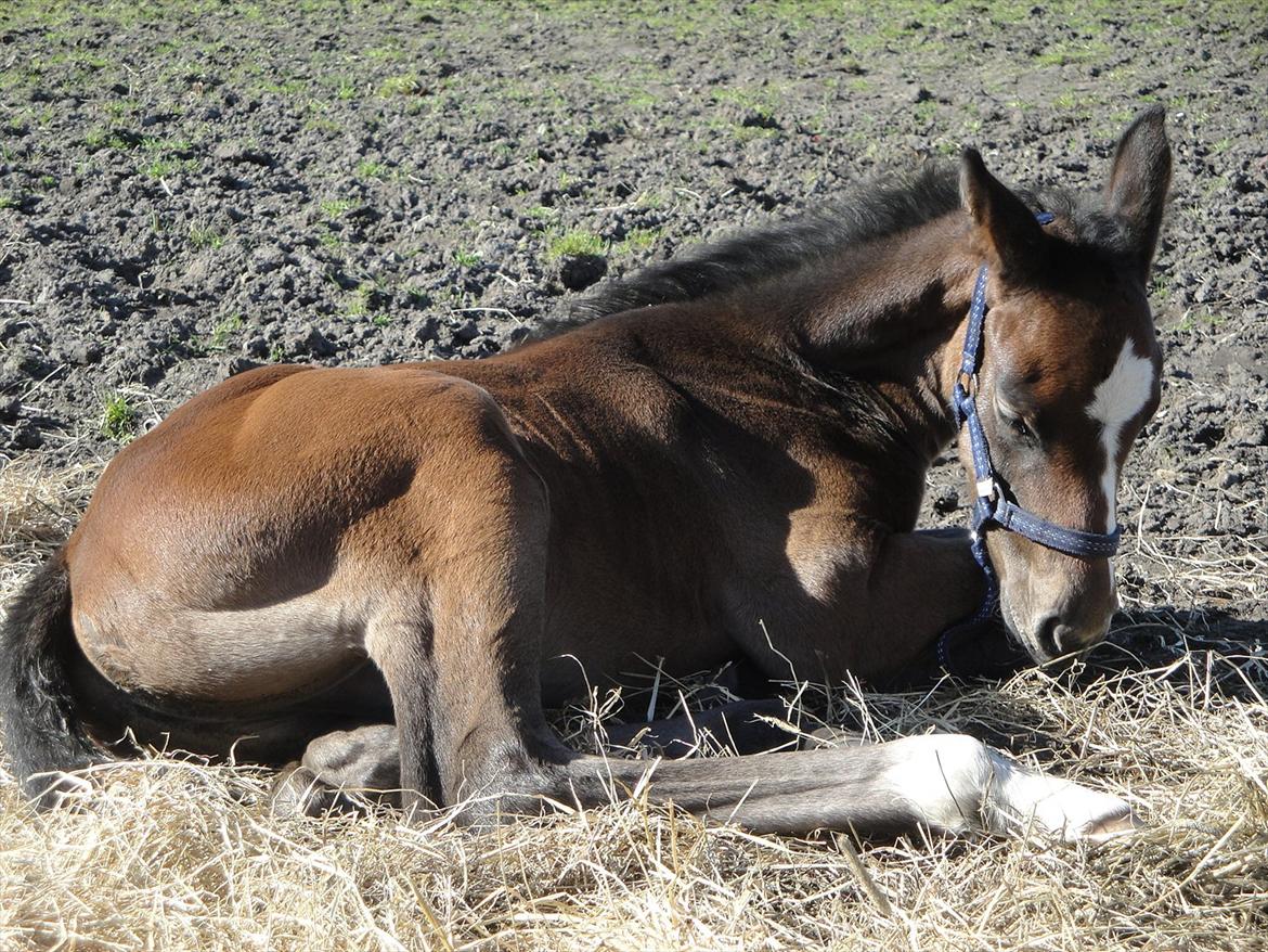 Dansk Varmblod A.B. Lexus billede 2