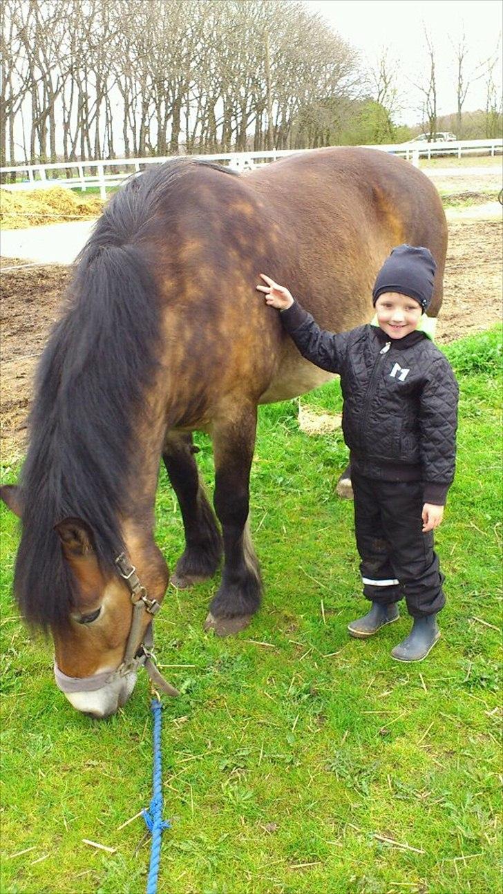 Nordsvensk Skovhest Lukas - Mine dejlige drenge! <3 billede 15