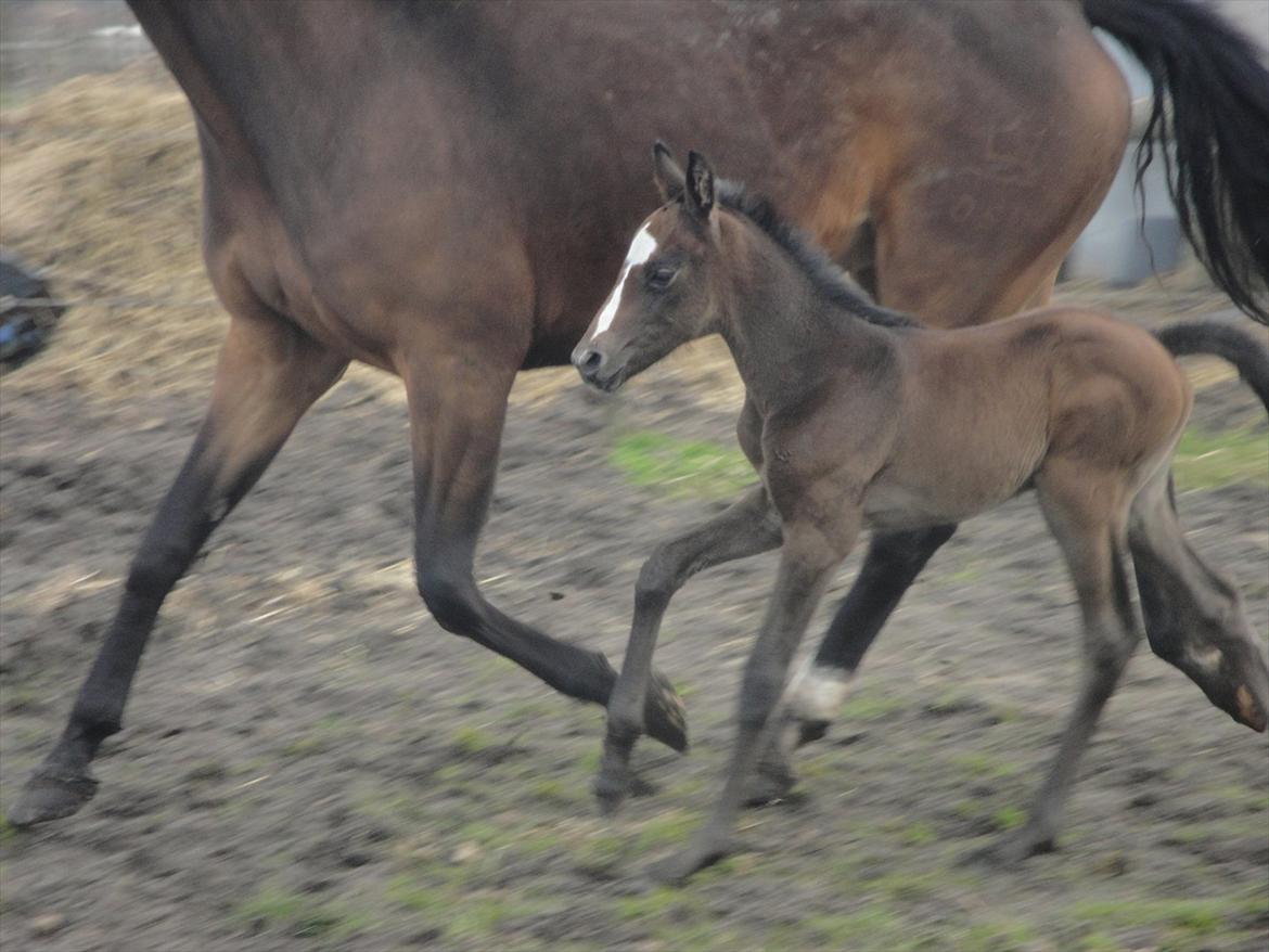 Dansk Varmblod A.B. Lexus billede 3
