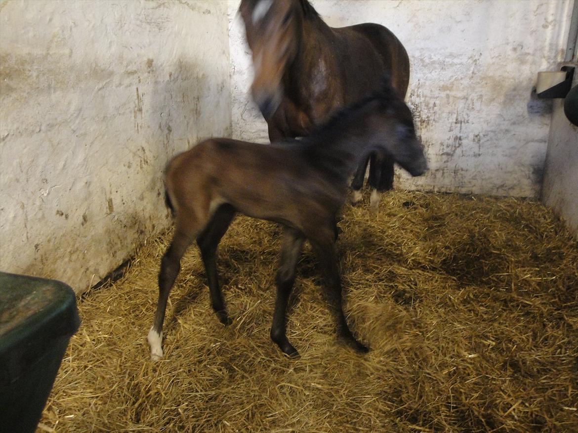 Dansk Varmblod A.B. Lexus billede 4