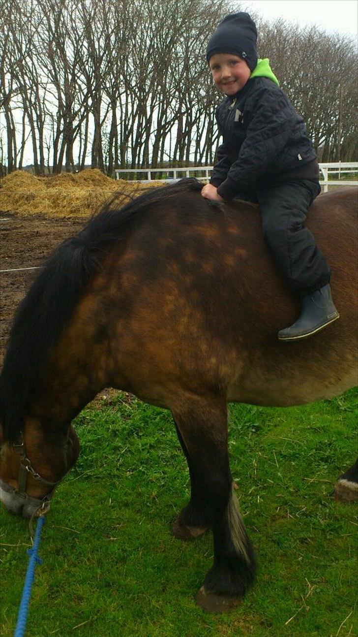 Nordsvensk Skovhest Lukas - Første gang Oliver er på en hest!
Så  sejt <3 billede 16