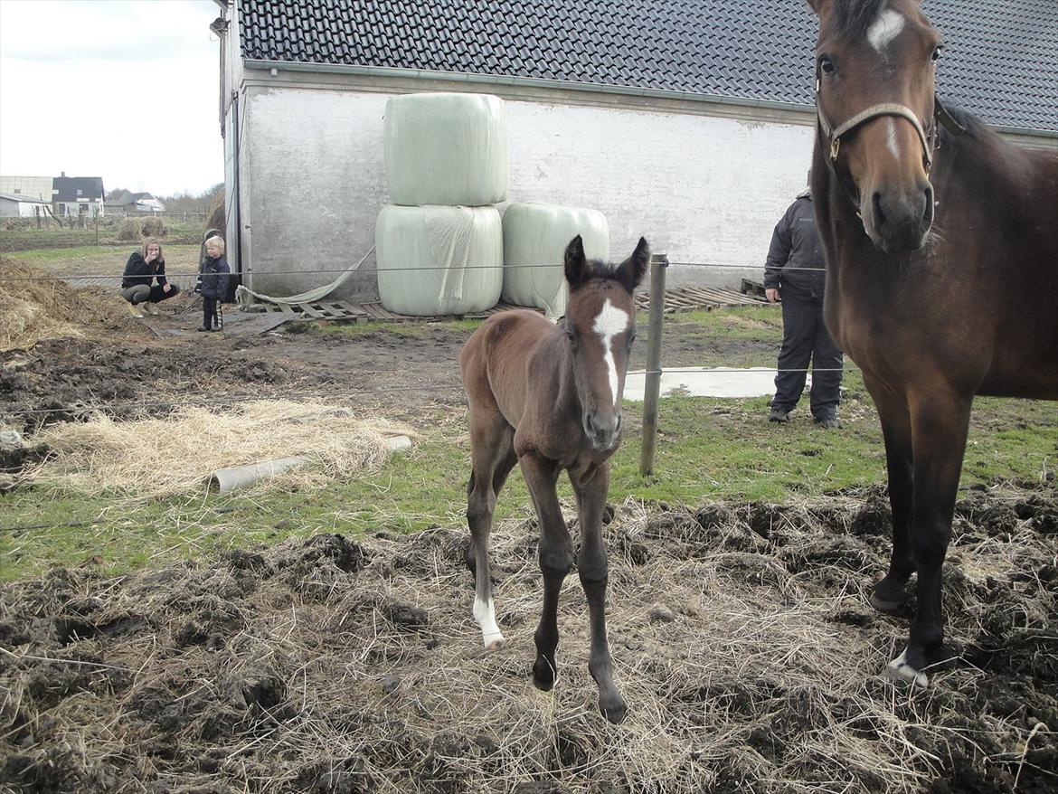 Dansk Varmblod A.B. Lexus billede 5