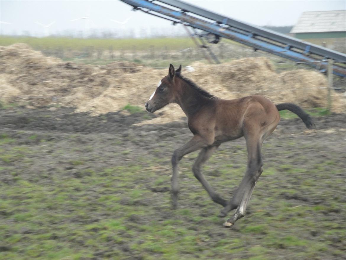 Dansk Varmblod A.B. Lexus billede 6