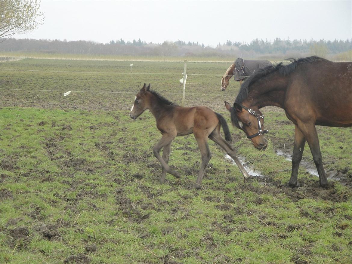 Dansk Varmblod A.B. Lexus billede 7