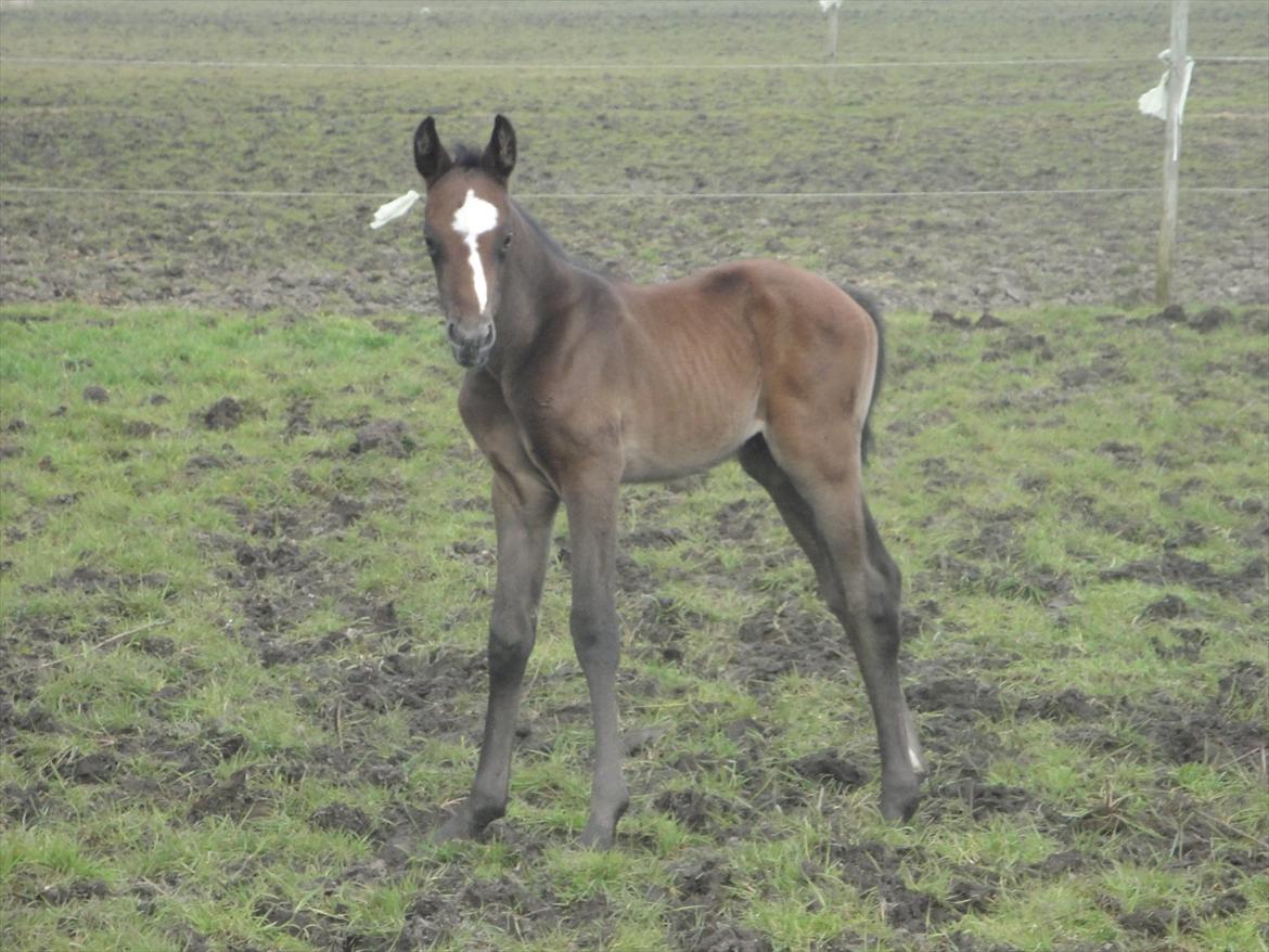 Dansk Varmblod A.B. Lexus billede 8