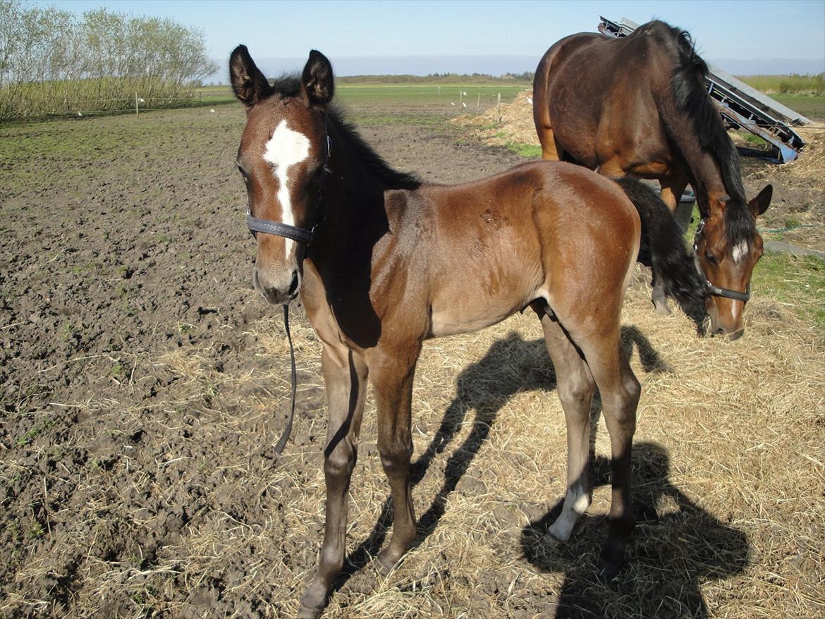 Dansk Varmblod A.B. Lexus billede 9