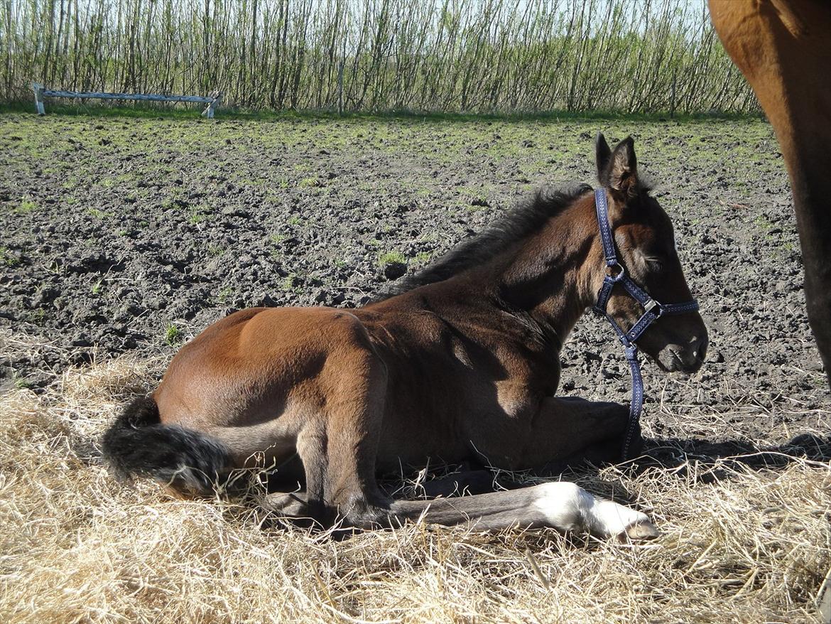 Dansk Varmblod A.B. Lexus billede 10