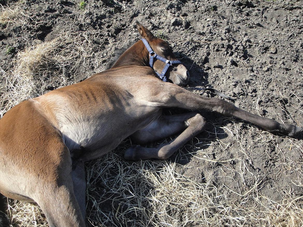 Dansk Varmblod A.B. Lexus billede 11