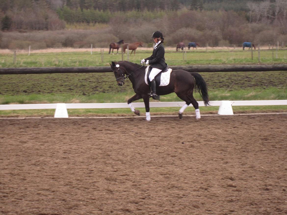 Hollandsk Sportspony Egano. - 66,90% i vores anden la1. 
Du skøn Egano <3
- Taget af far.  billede 6