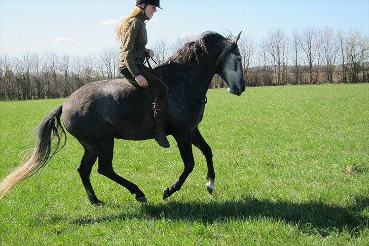 Lusitano Bailarina billede 4