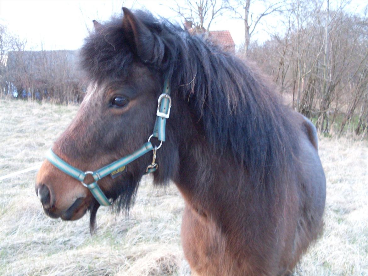 Islænder Flipa Fra Mosehuset bogø *solgt* billede 1