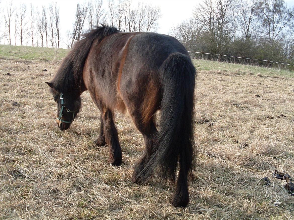 Islænder Flipa Fra Mosehuset bogø *solgt* billede 2