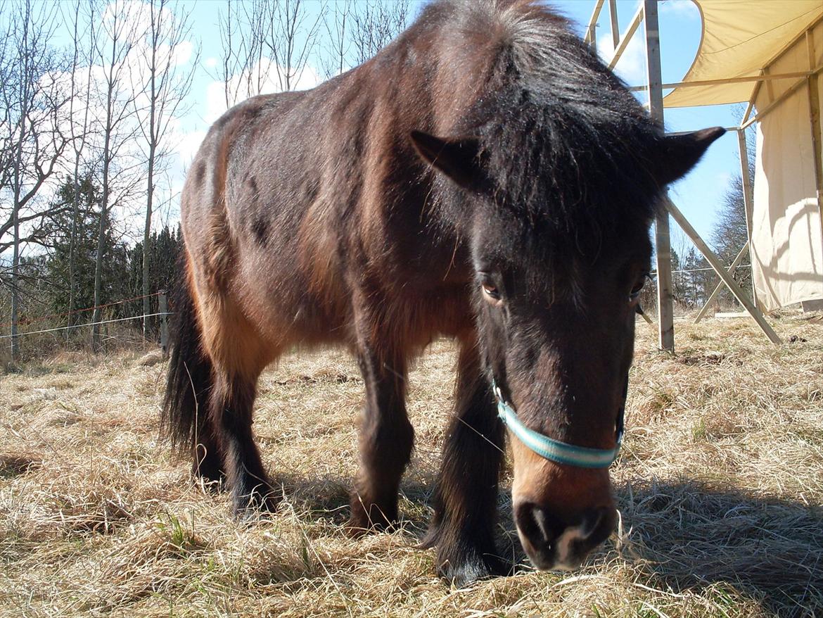 Islænder Flipa Fra Mosehuset bogø *solgt* billede 4