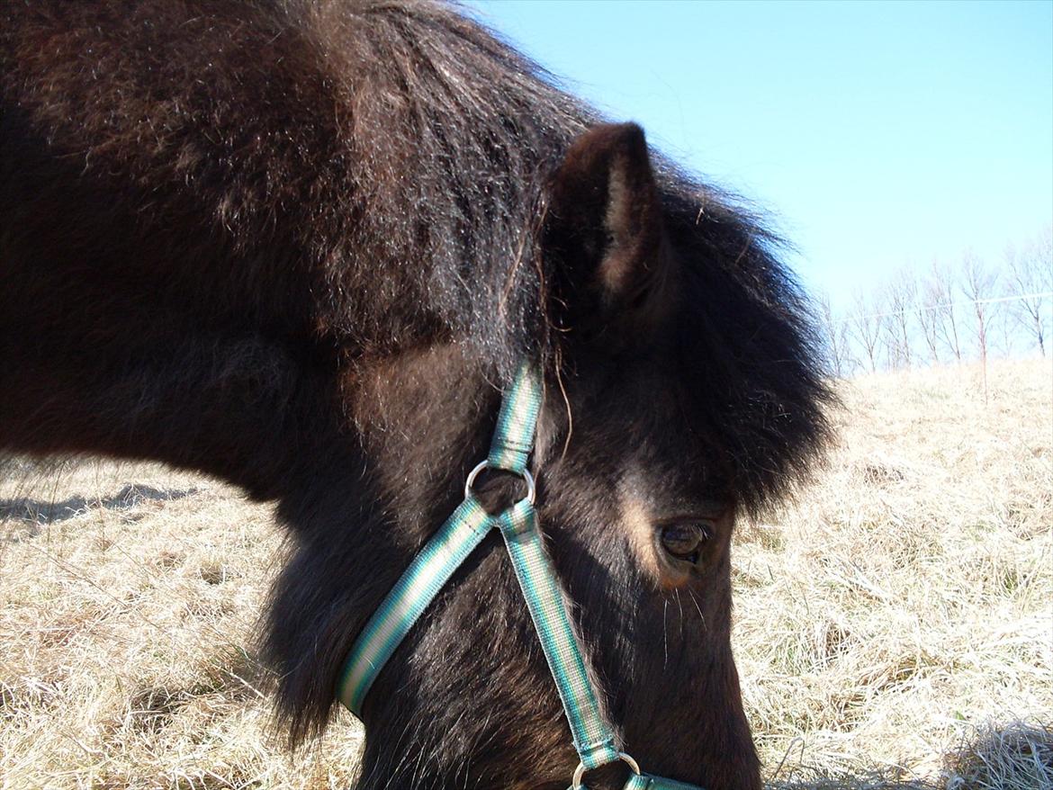 Islænder Flipa Fra Mosehuset bogø *solgt* billede 5