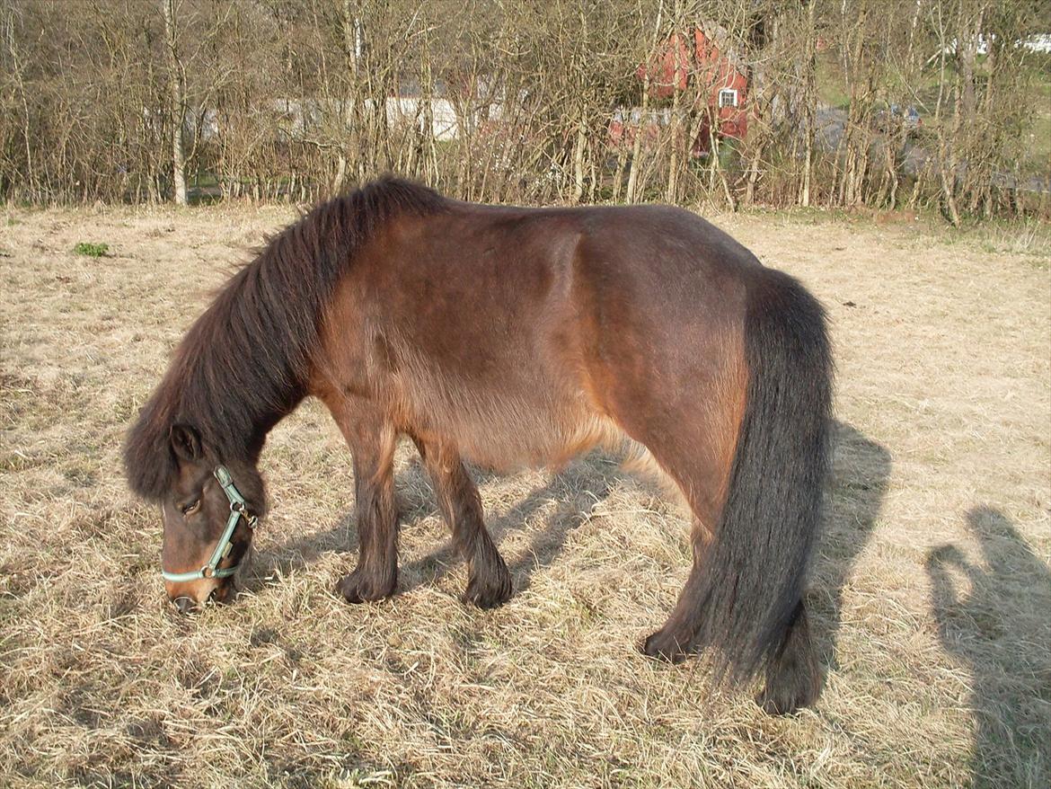 Islænder Flipa Fra Mosehuset bogø *solgt* billede 6