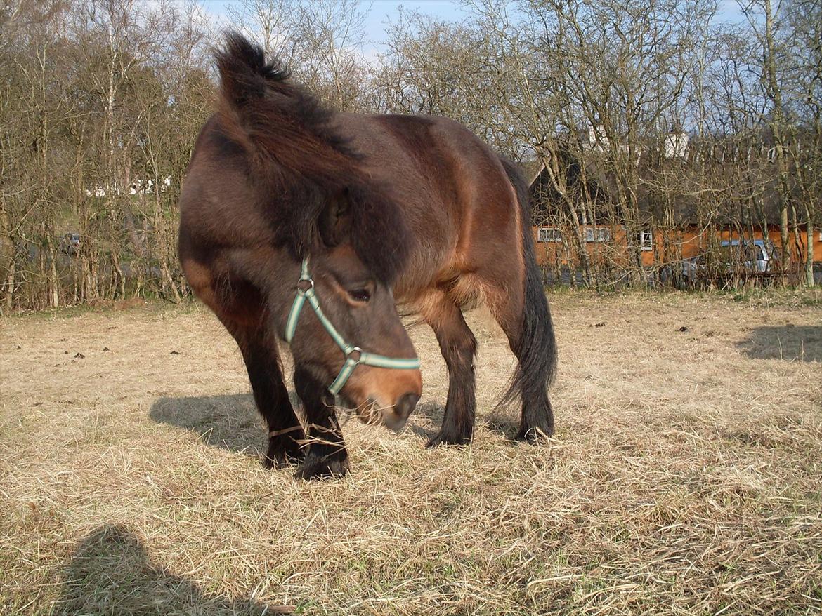 Islænder Flipa Fra Mosehuset bogø *solgt* billede 7