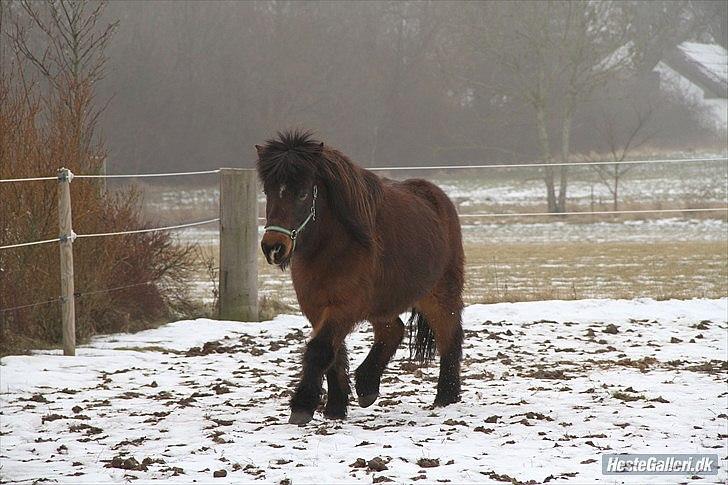 Islænder Flipa Fra Mosehuset bogø *solgt* billede 8