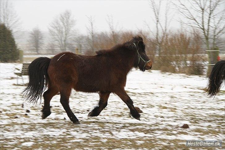Islænder Flipa Fra Mosehuset bogø *solgt* billede 9