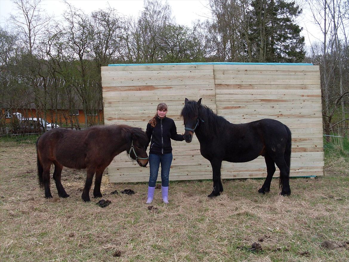 Islænder Flipa Fra Mosehuset bogø *solgt* billede 10