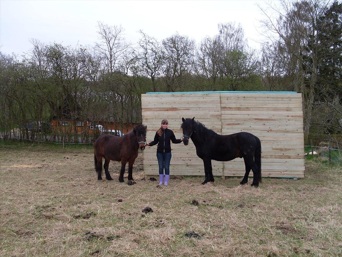 Islænder Flipa Fra Mosehuset bogø *solgt* billede 11
