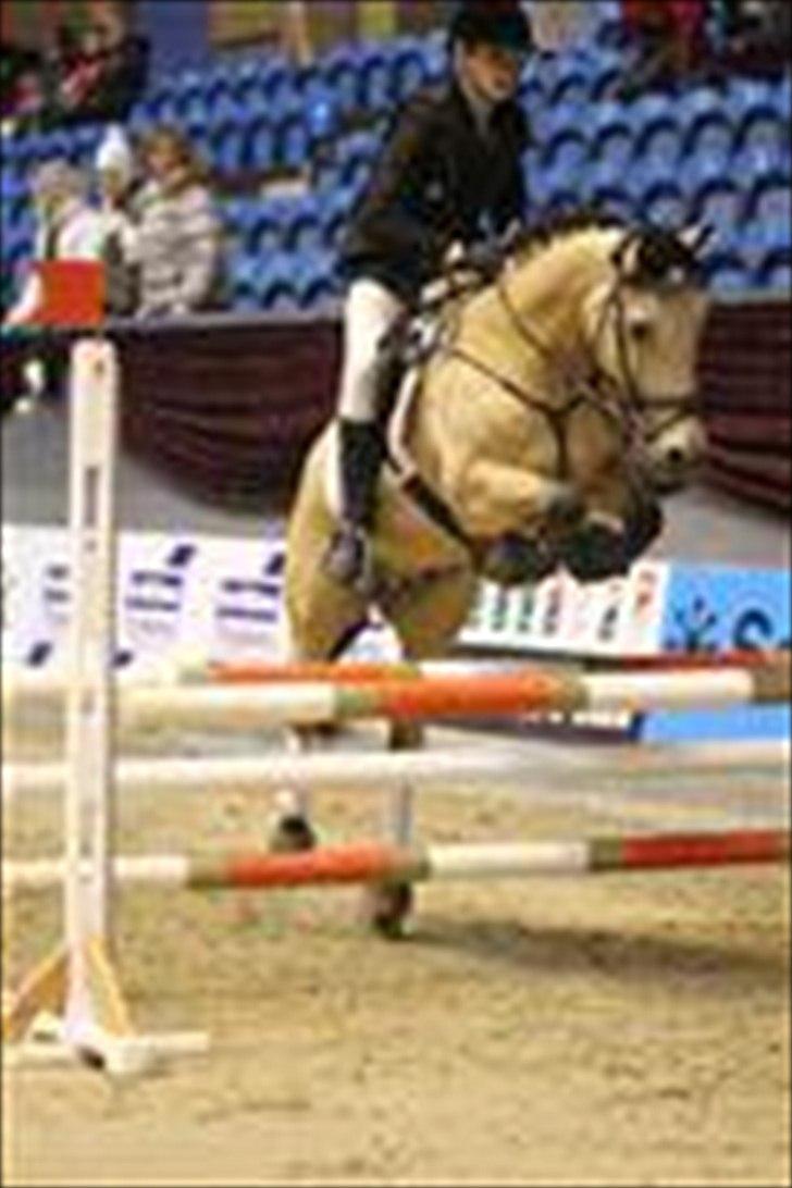 Irsk Sportspony Bye-Bye Hazel billede 17