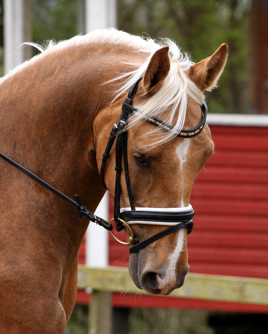 Palomino Heimdals Amazing Miracle - foto: sh-foto billede 1