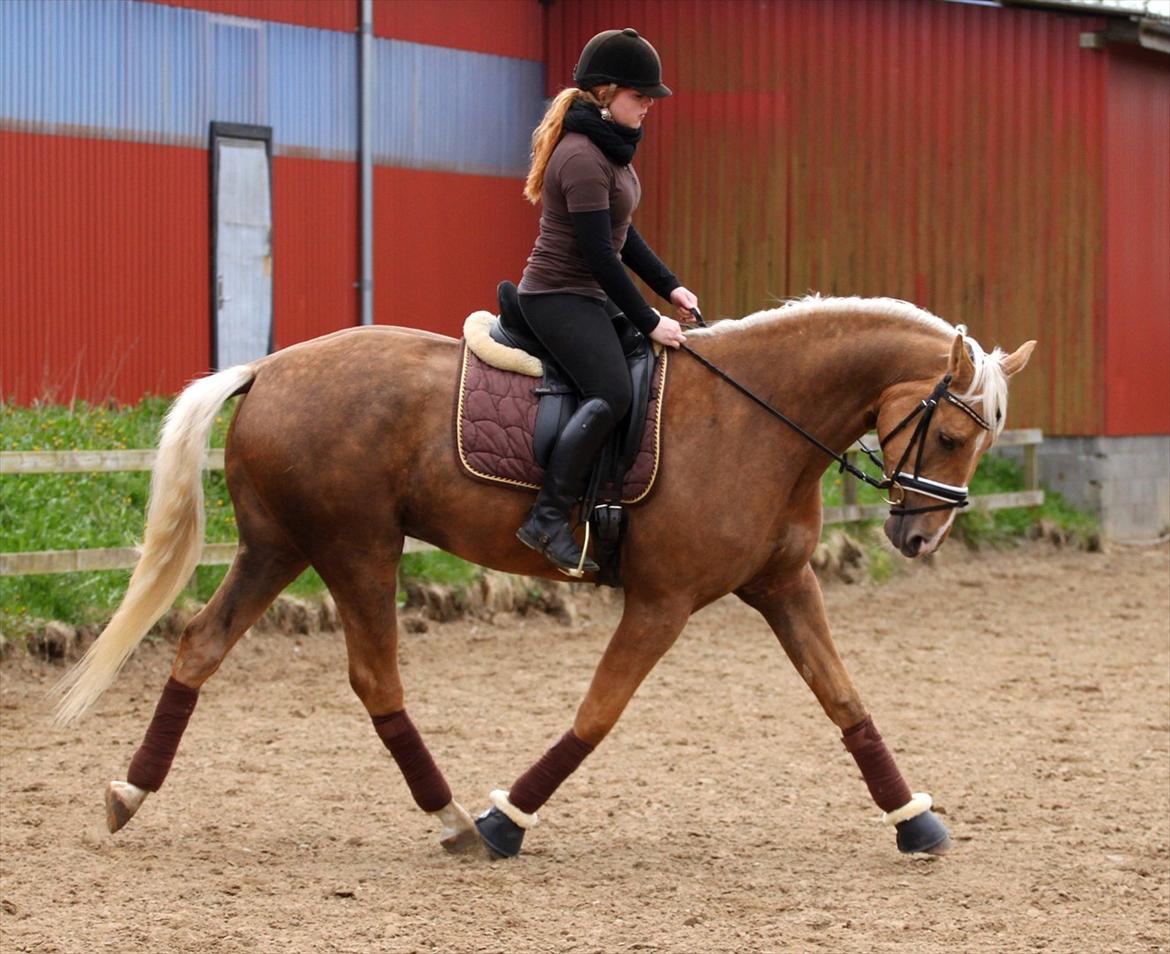 Palomino Heimdals Amazing Miracle - foto: sh-foto billede 2