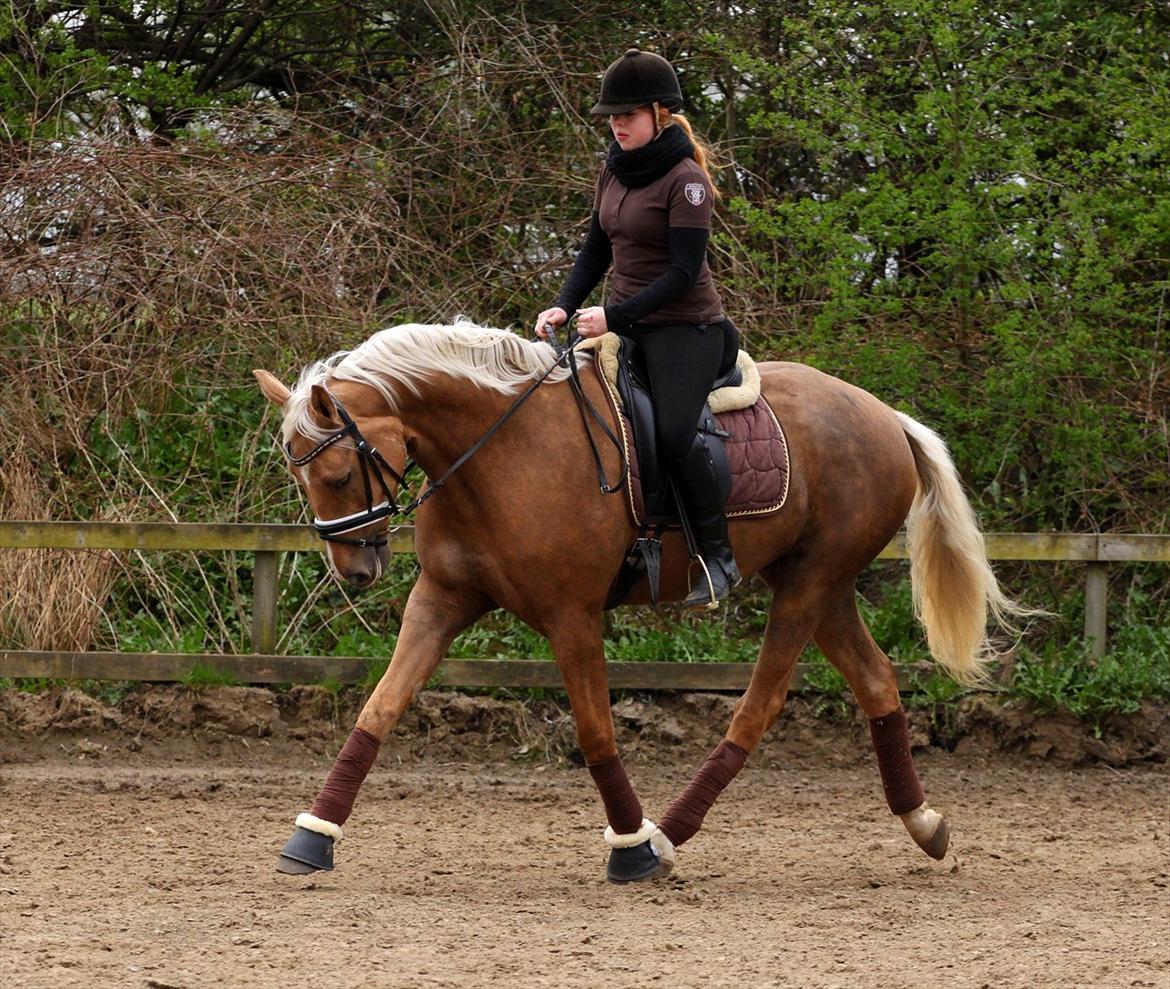 Palomino Heimdals Amazing Miracle - foto: sh-foto billede 4