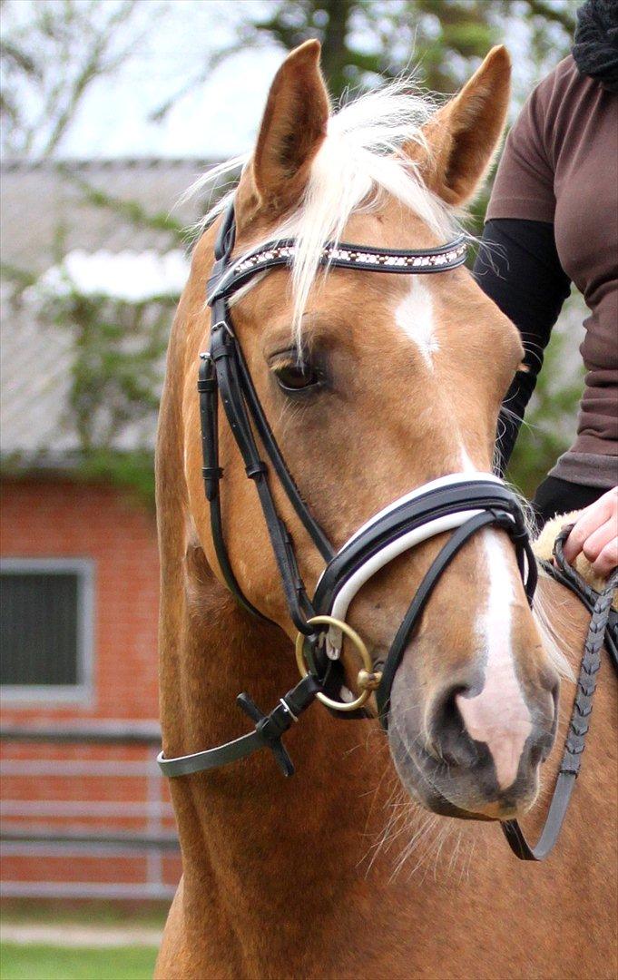 Palomino Heimdals Amazing Miracle - foto: sh-foto billede 10