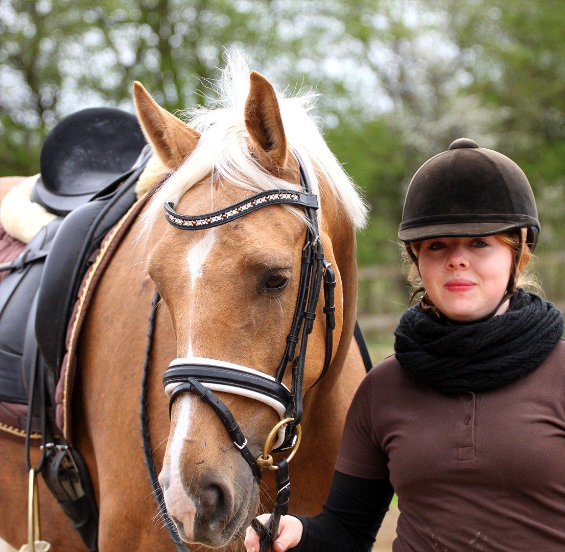 Palomino Heimdals Amazing Miracle - foto: sh-foto billede 11