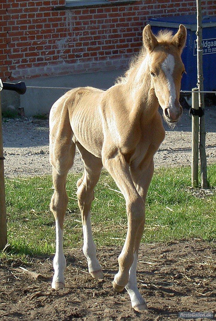 Palomino Heimdals Amazing Miracle billede 14