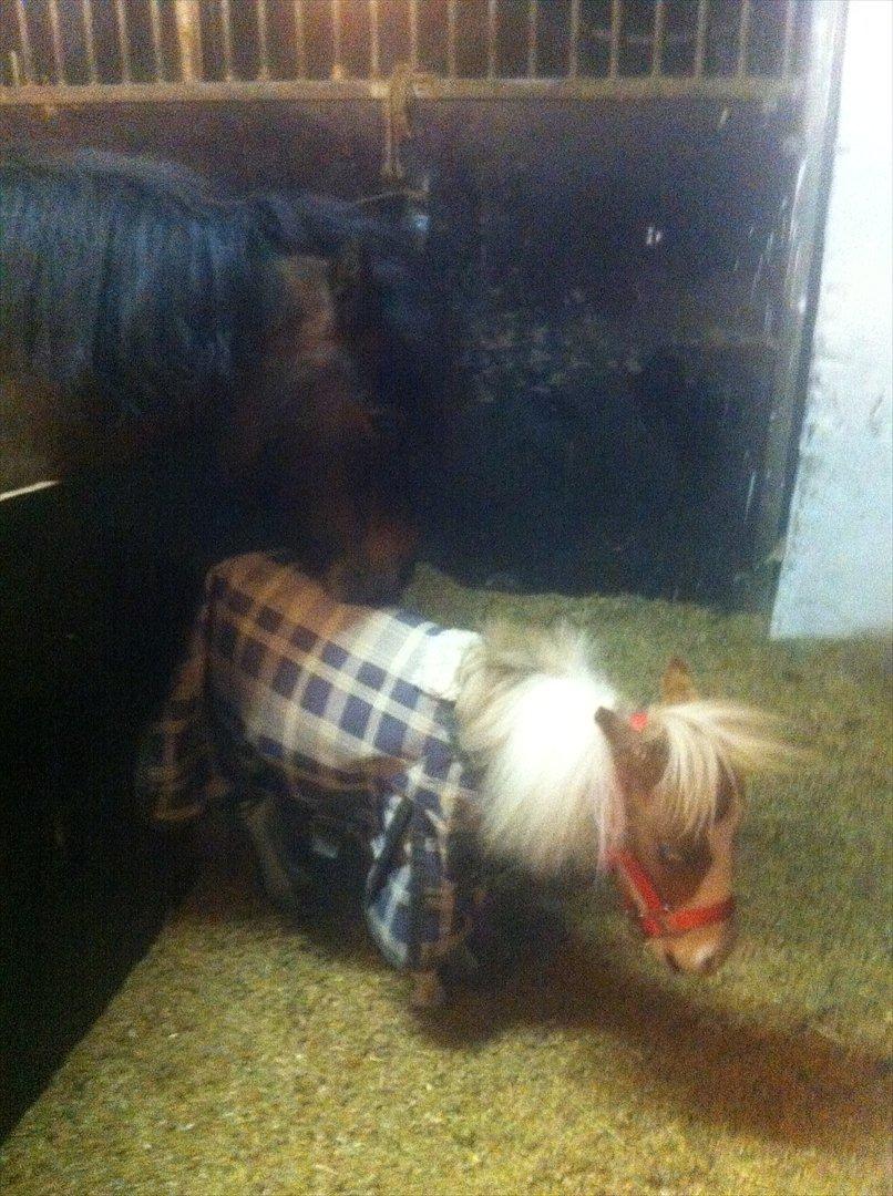 Anden særlig race El Poco *MIKROHEST* SOLGT - Tryghed <3 Poco hviler mens hans sidemand & fold kammerat passer på ham :) billede 18