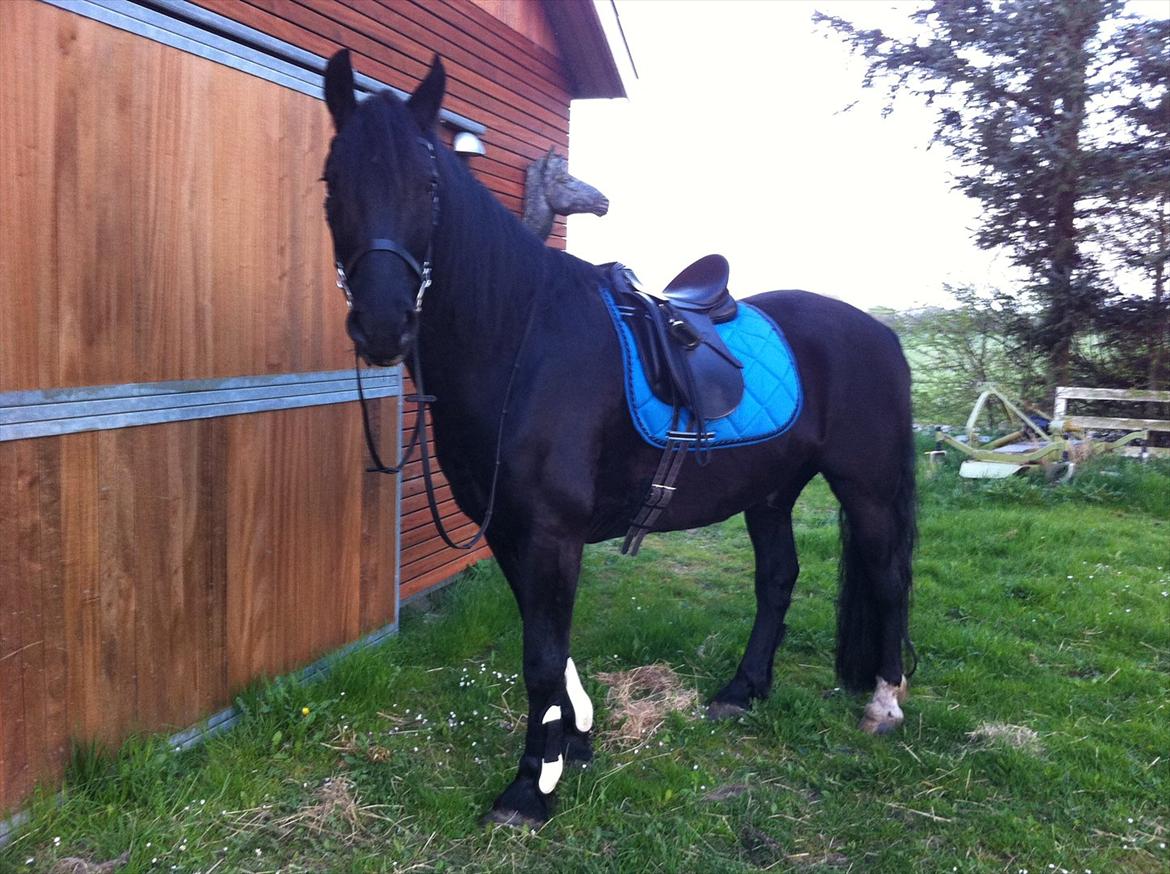 Anden særlig race Sampaio (aflivet) billede 7