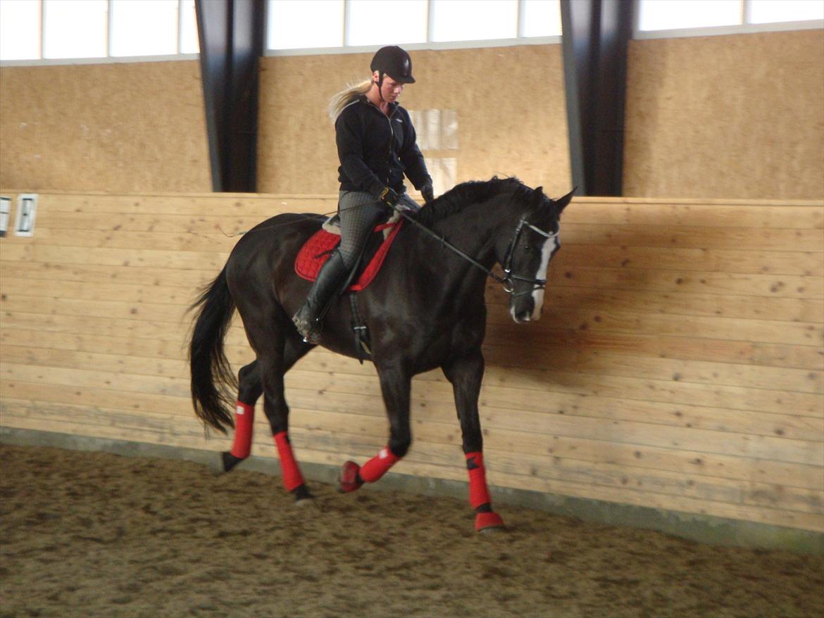 Dansk Varmblod Avalant billede 12