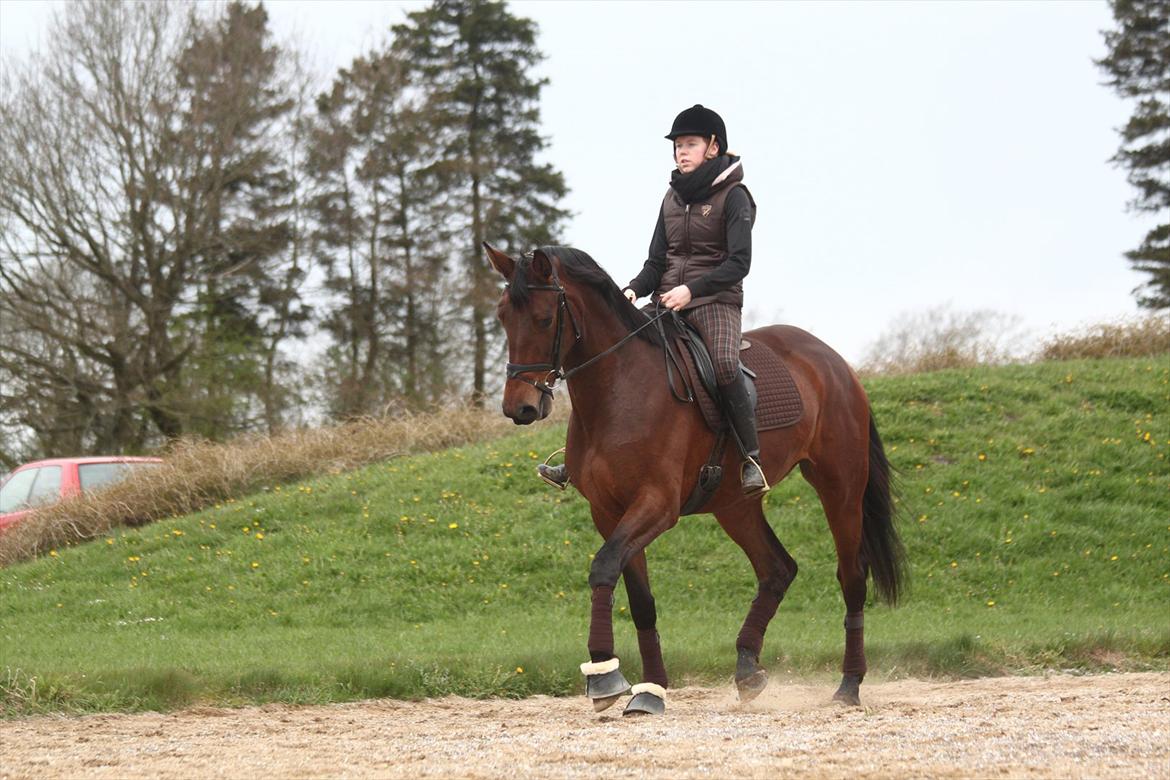 Dansk Varmblod Kielsgaardens Hot Beauty - 3,5 år billede 6