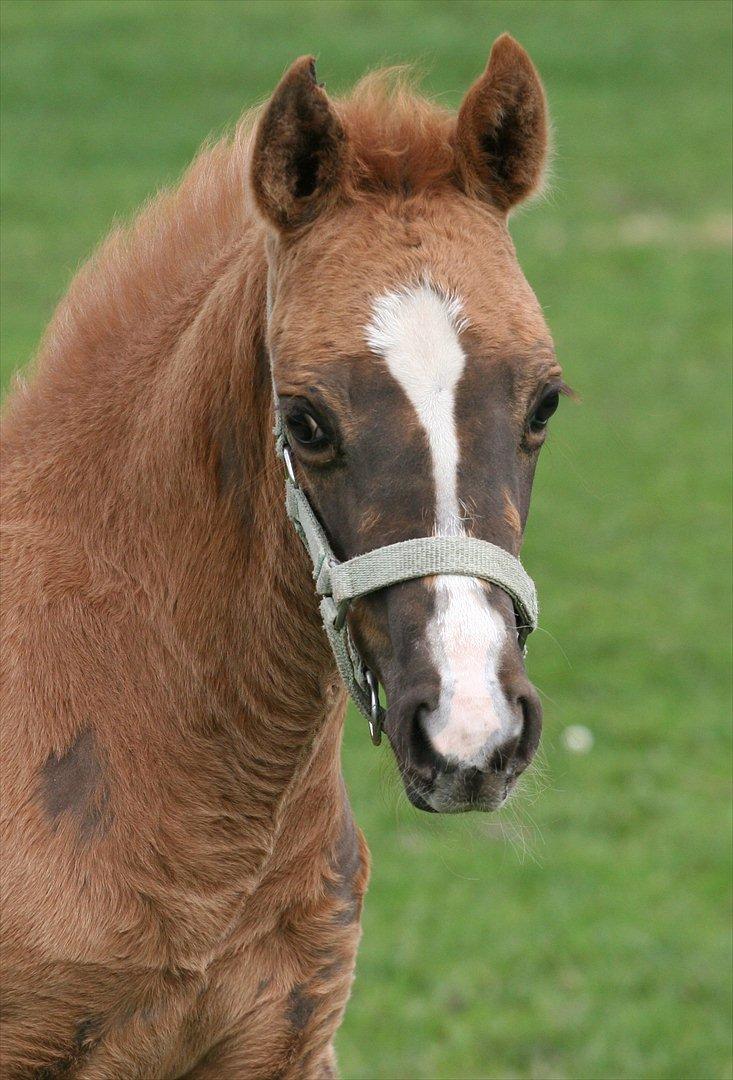 DSP Lykkebo Akita billede 7