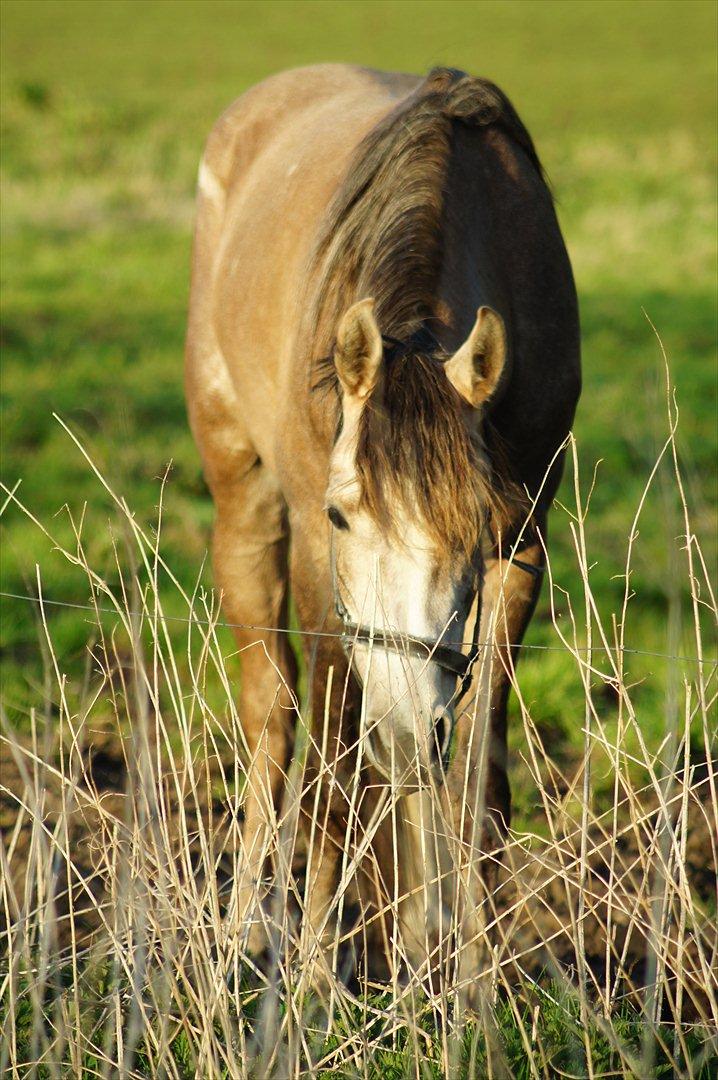 Arabisk fuldblod (OX) Ibn El Ghalahad (Allan) billede 4