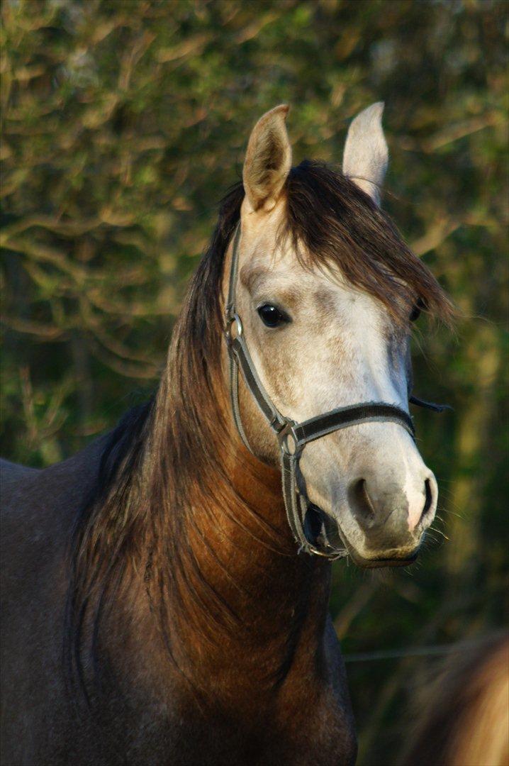 Arabisk fuldblod (OX) Ibn El Ghalahad (Allan) billede 9