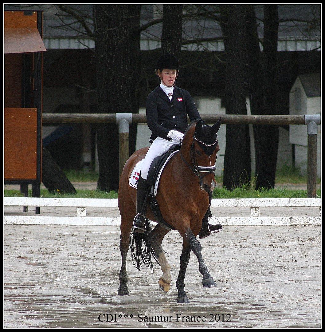Tysk Sportspony Janine WE A-Pony - Mig og Janines internationale debut :D billede 15