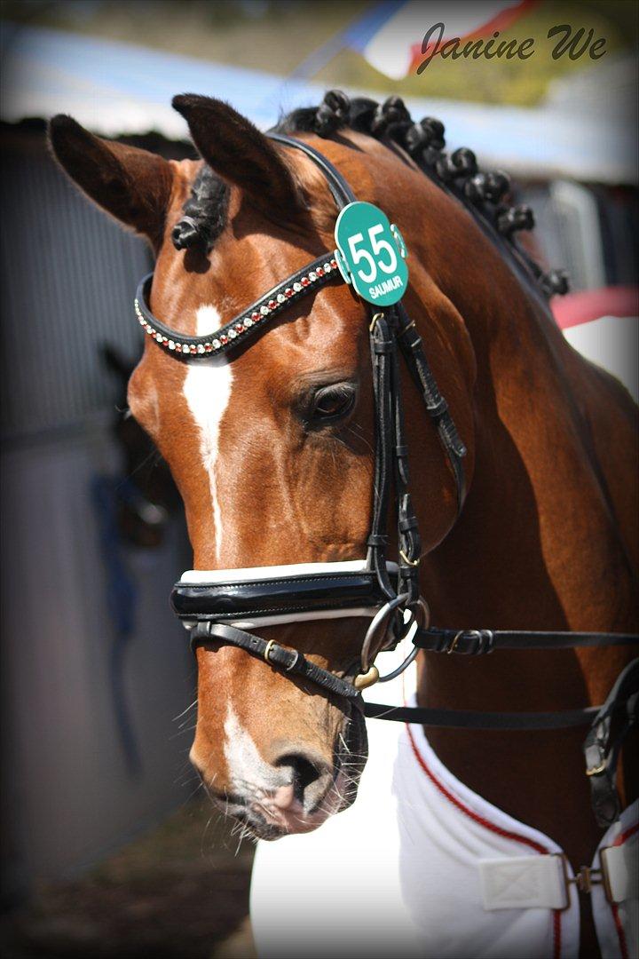 Tysk Sportspony Janine WE A-Pony - Smukke Niner til vet-tjek i frankrig billede 18
