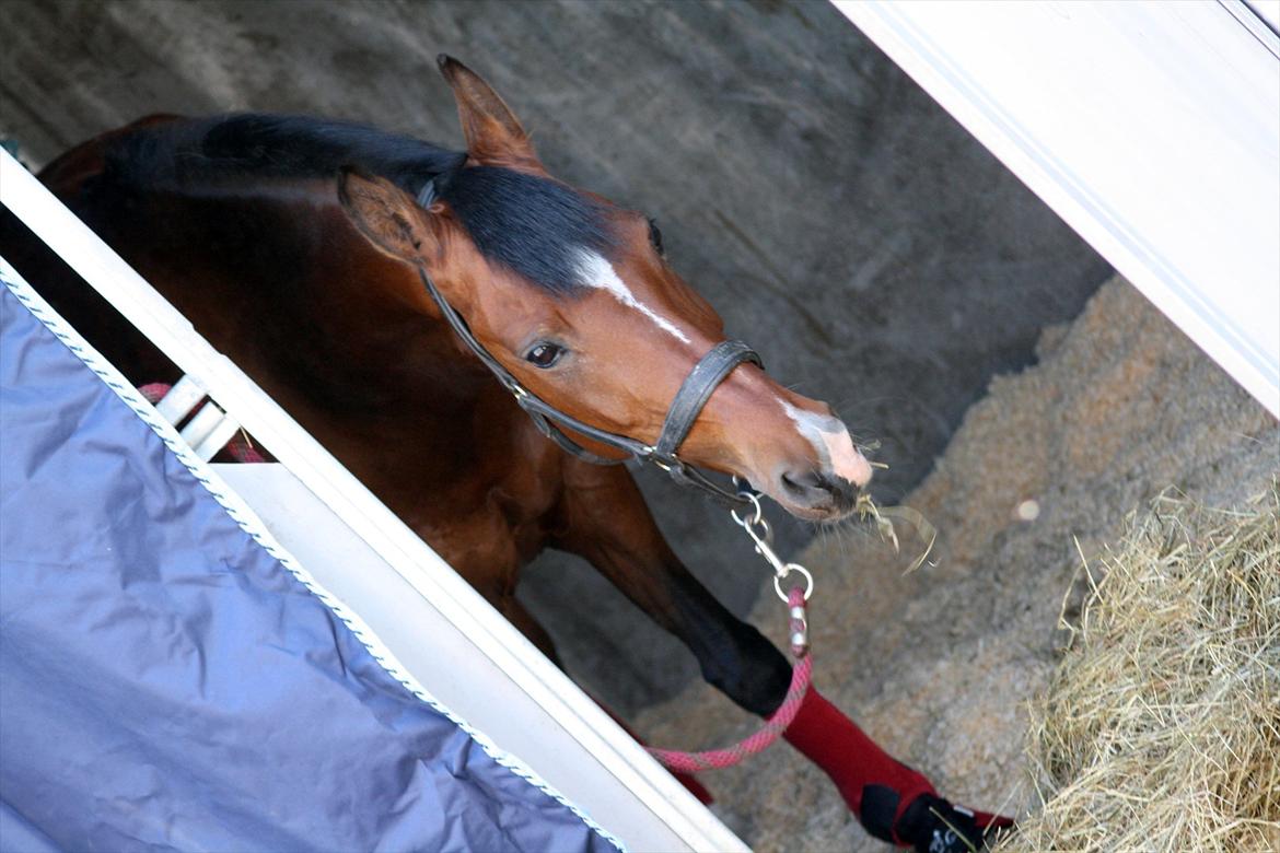 Tysk Sportspony Janine WE A-Pony - søde Ninchen i boksen i Frankrig <3 billede 19