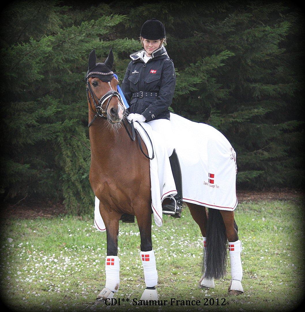 Tysk Sportspony Janine WE A-Pony billede 4