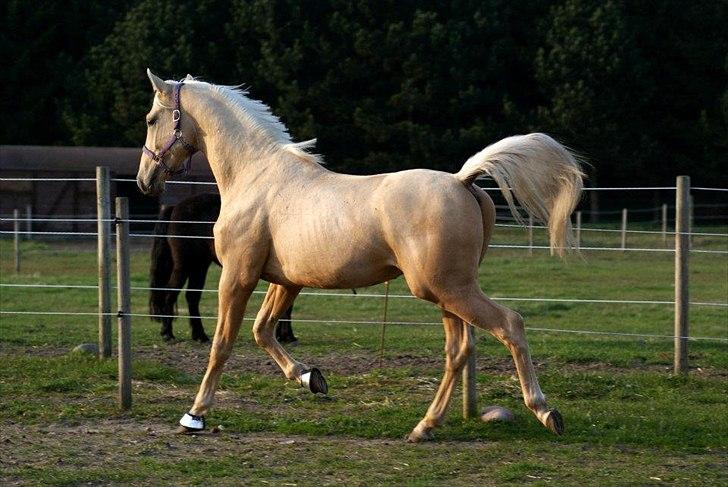 Palomino Amadeus billede 8